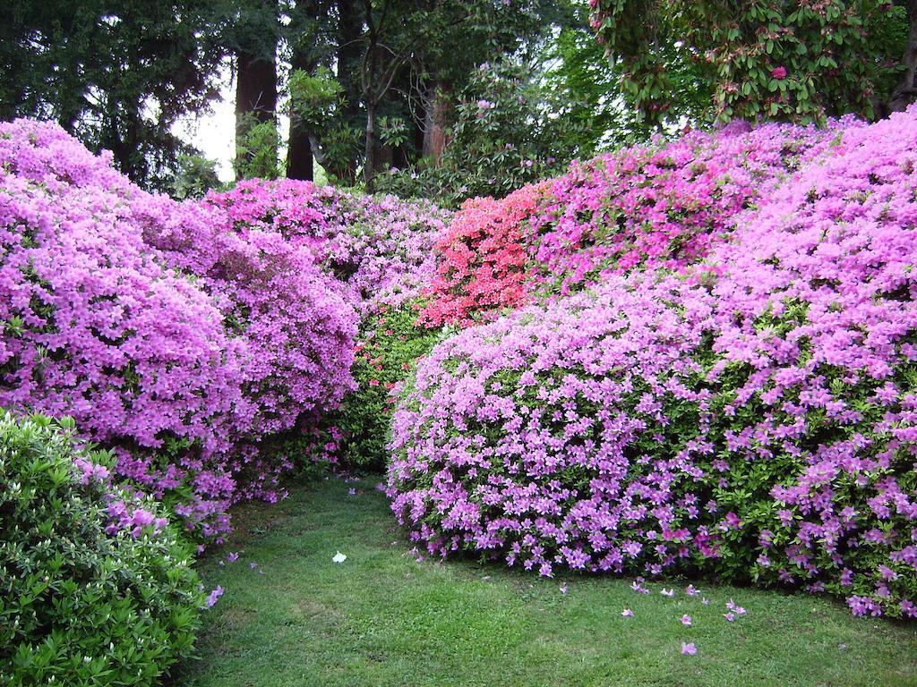Charming Glicine And Azalea House Art And Colour With Lakeview Cadenabbia Zimmer foto